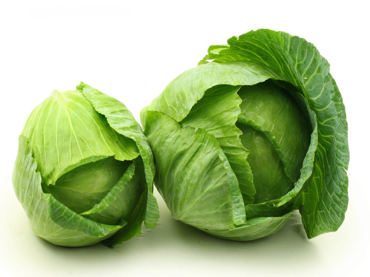 Fresh Cabbage