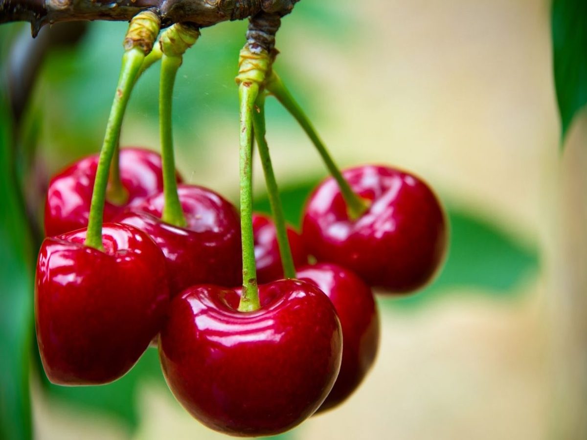 Fresh Cherry