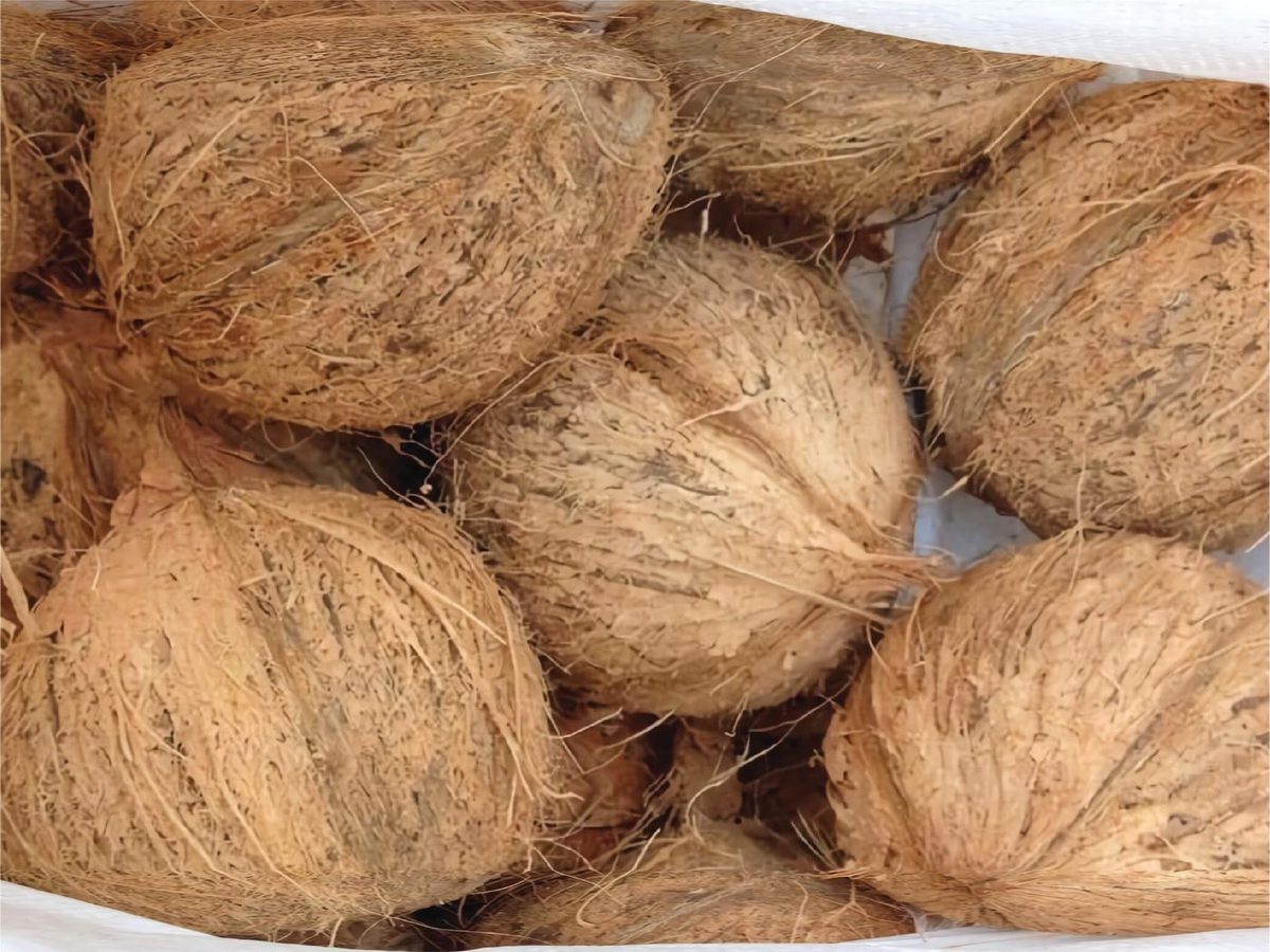 Fresh Coconut Semi Husk