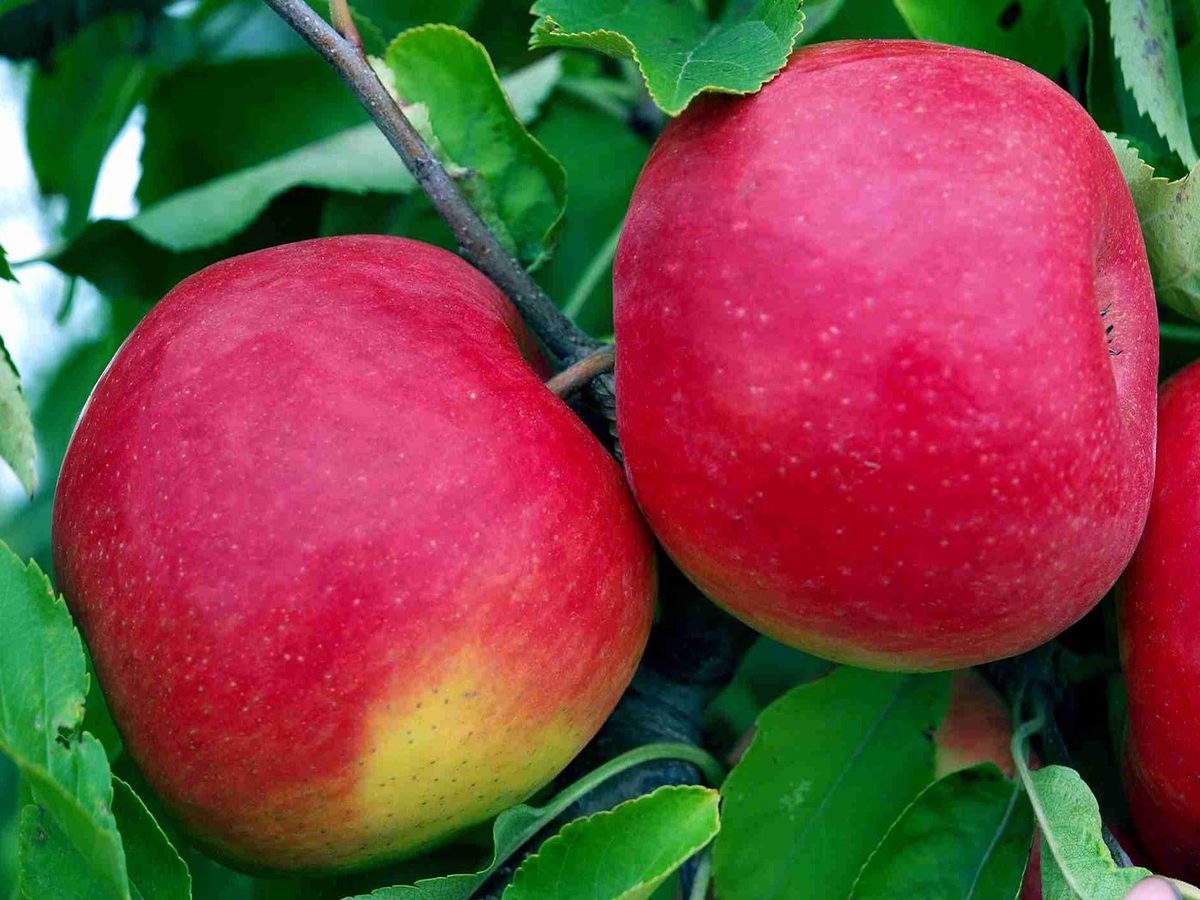 Fresh Red Fuji Apple