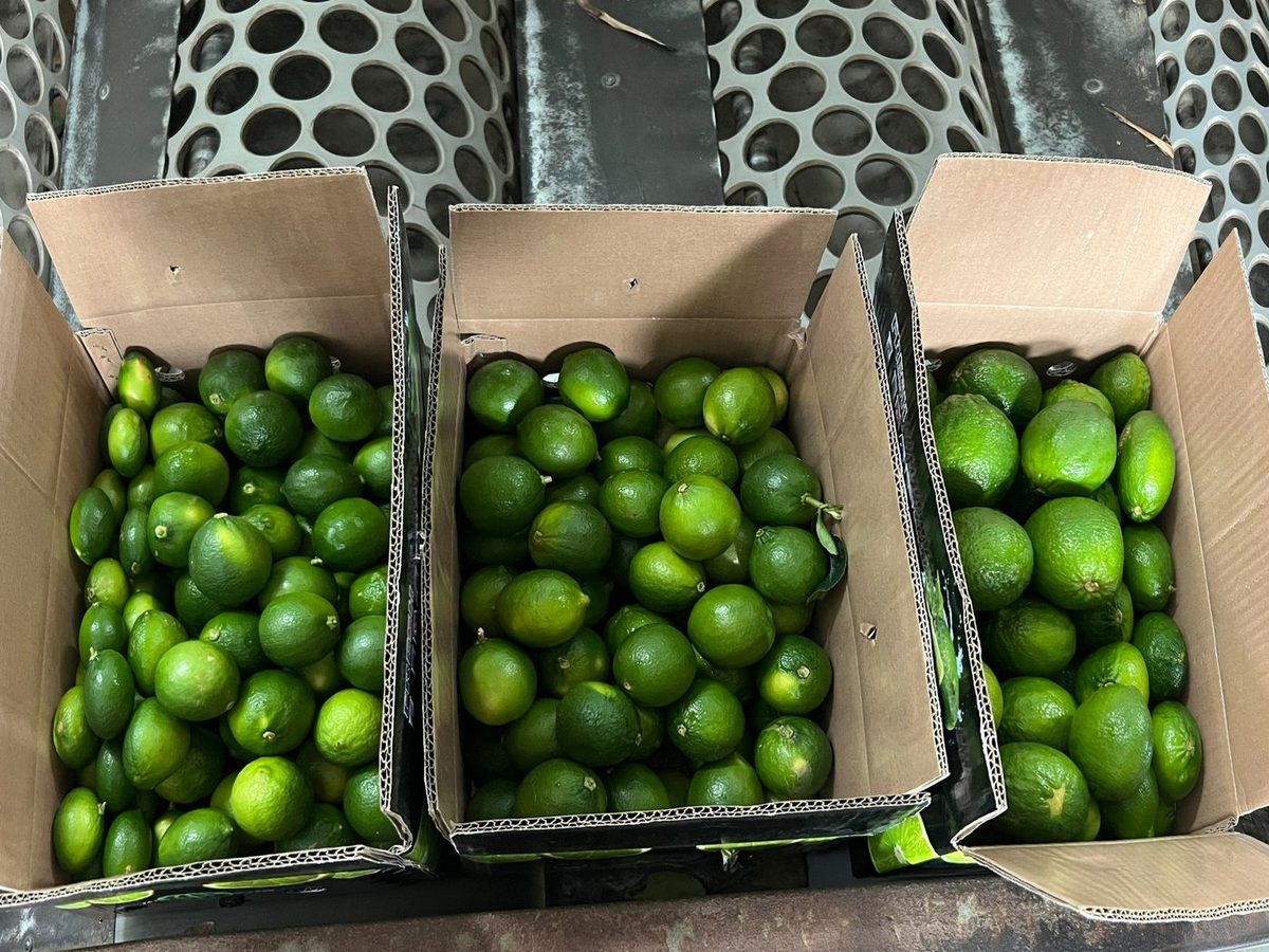 Fresh Seedless Lime / Green Lemon