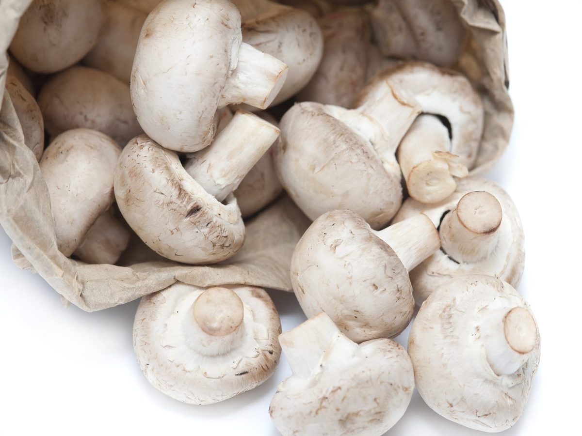 Mushroom