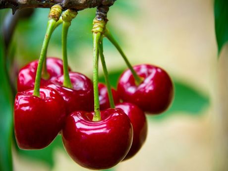 Fresh Cherry
