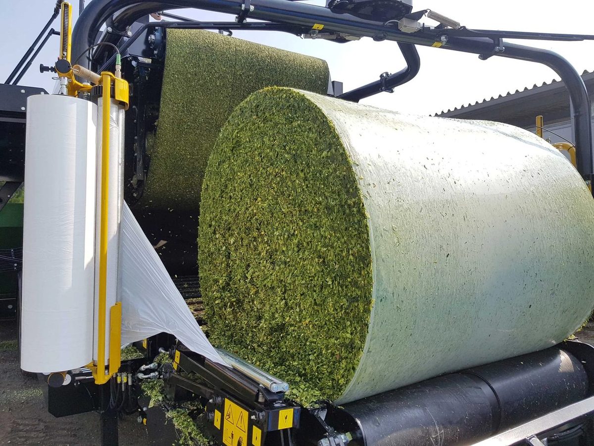 Corn Silage
