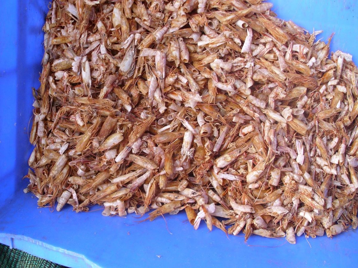 Dried Shrimp Shell