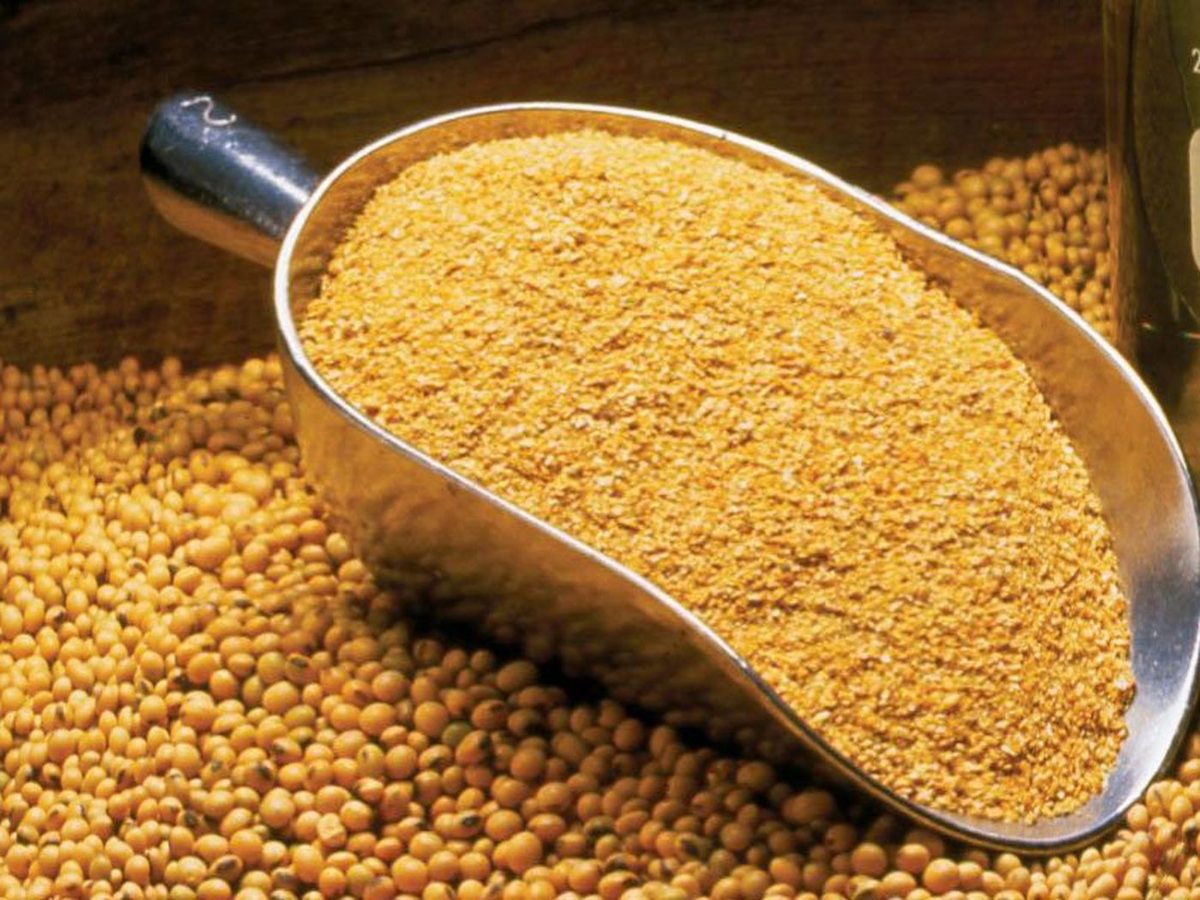 Soybean Meal