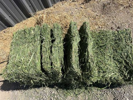 Alfalfa Hay