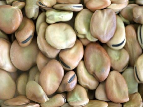 Broad Beans