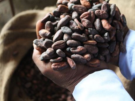 Cocoa Beans