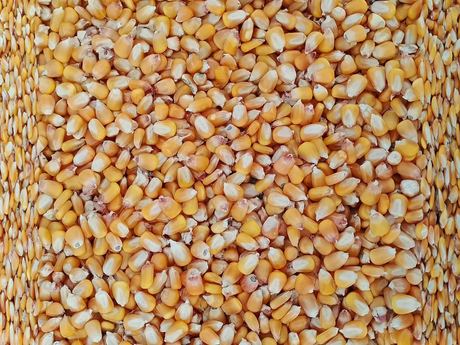 Corn Animal Feed