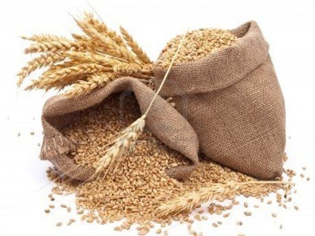Hard Wheat Grains