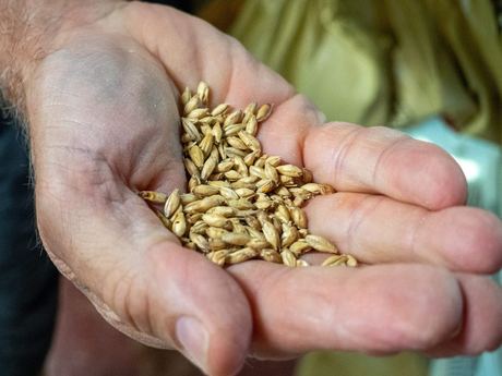 Malted Barley