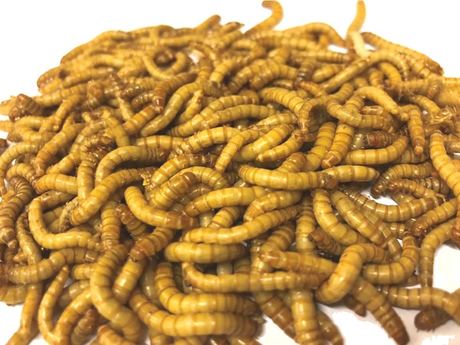 Meal Worms