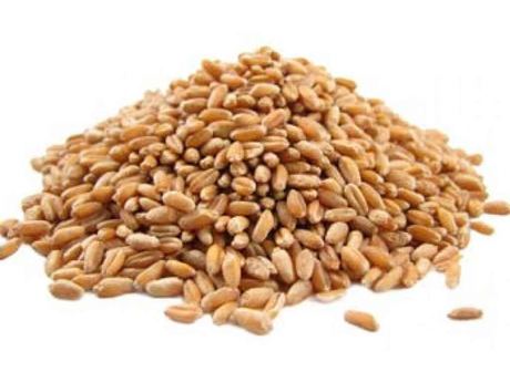 Spelt Grain