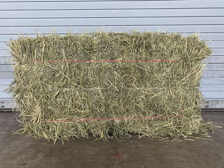 Timothy Hay