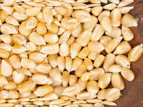 Yellow / White Corn