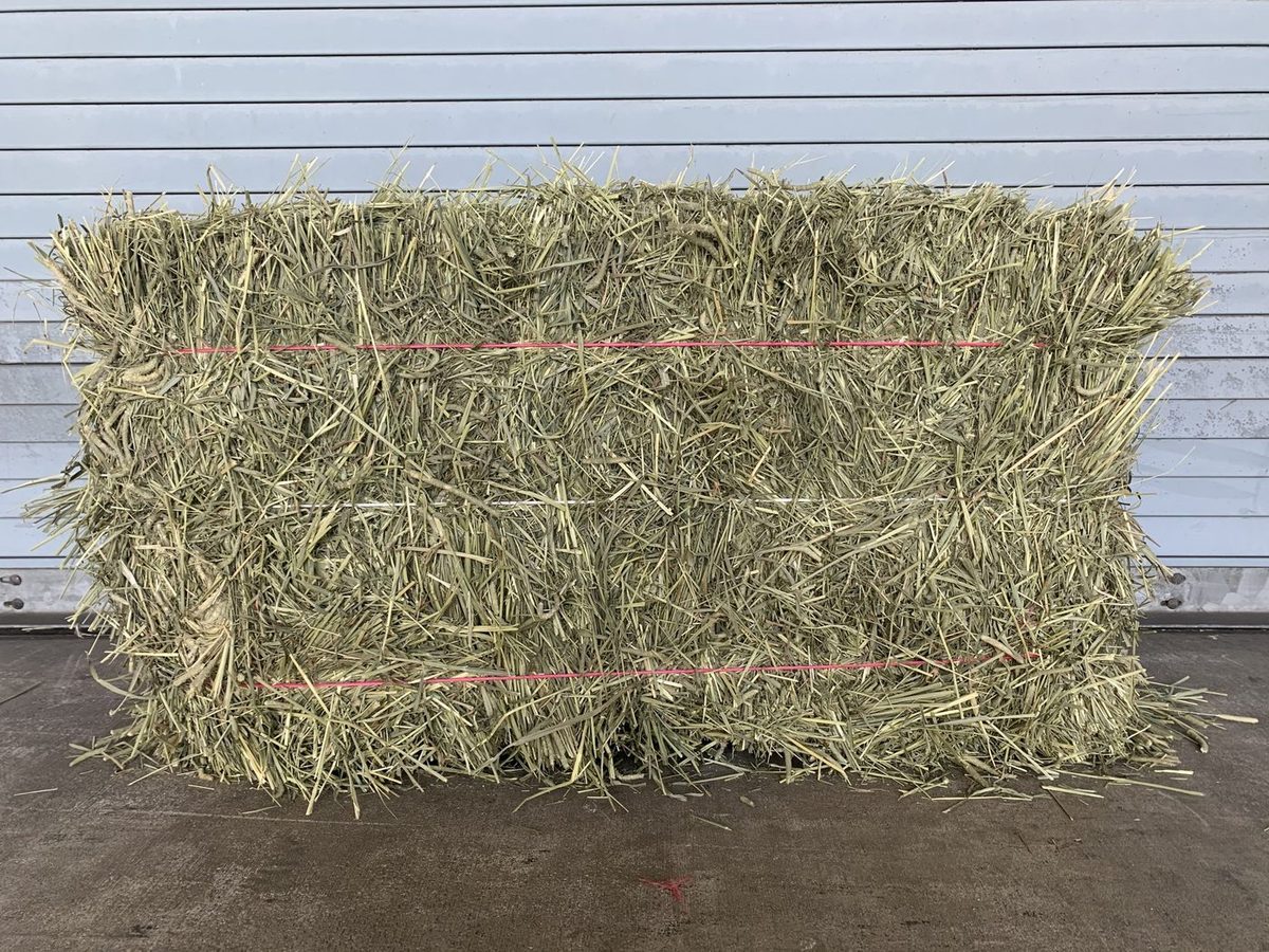 Timothy Hay