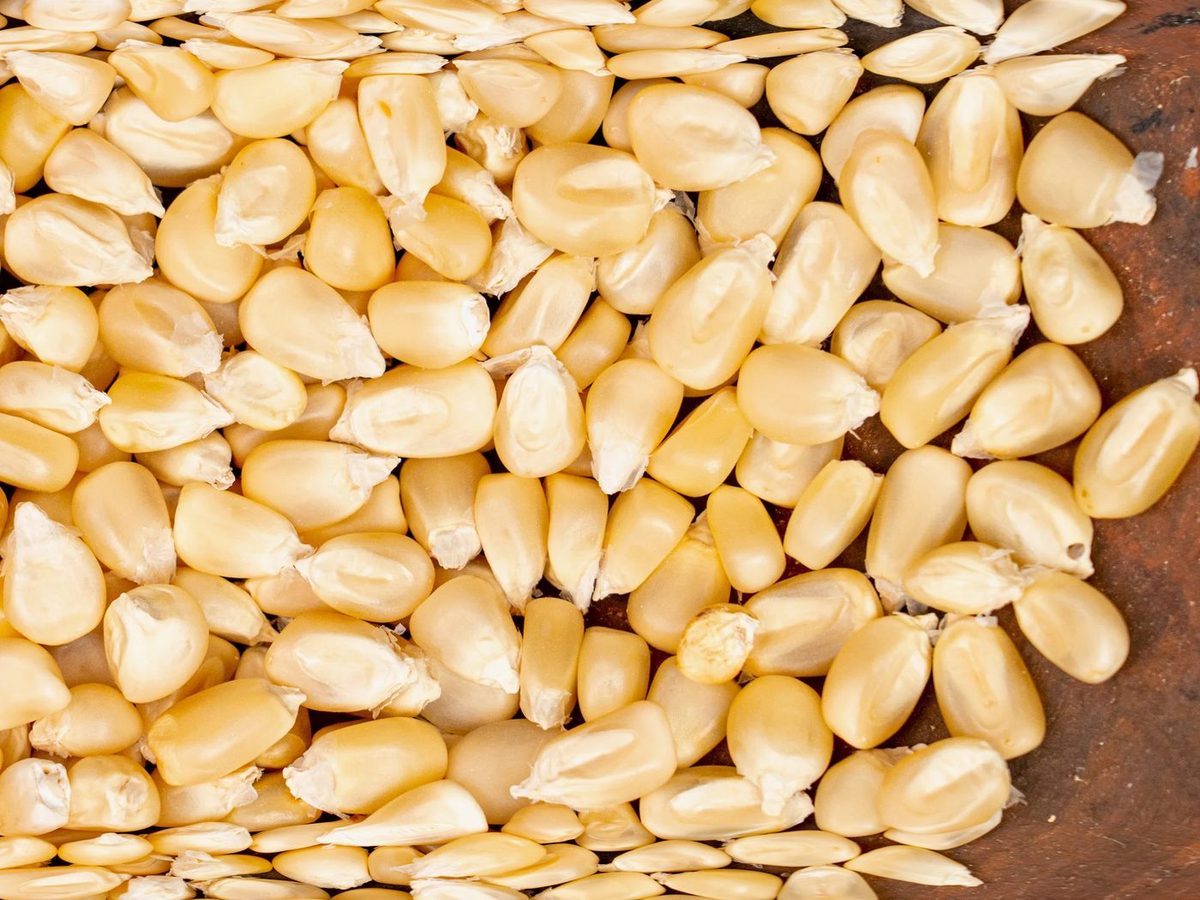 Yellow / White Corn