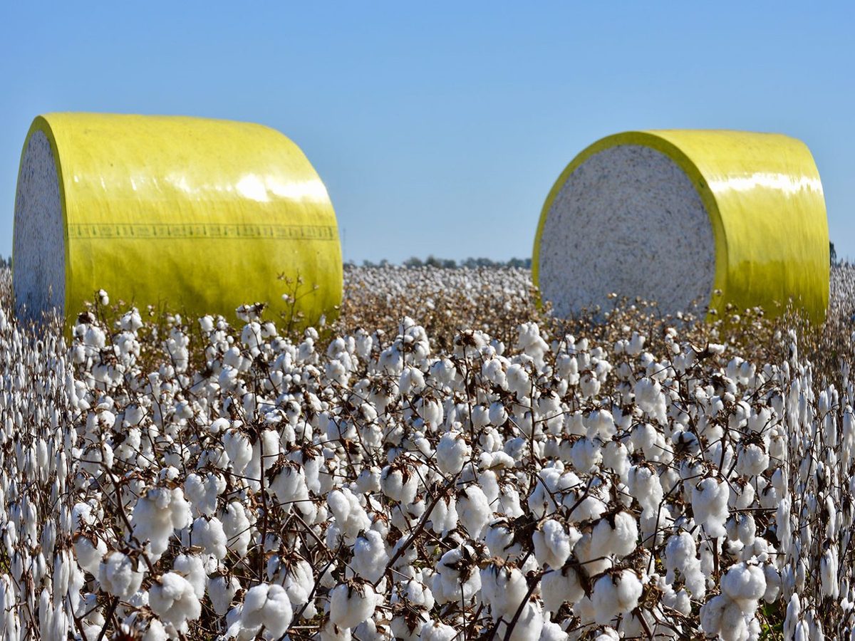 Pure Cotton