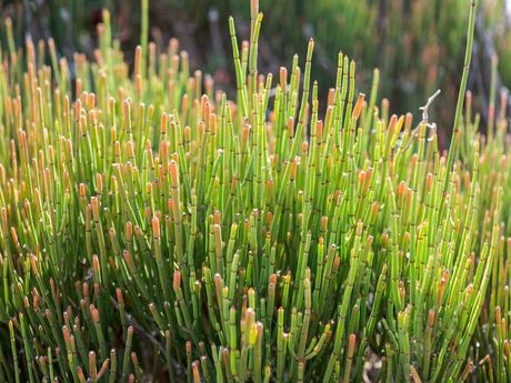 Ma Huang (Ephedra sinica) Extract Powder