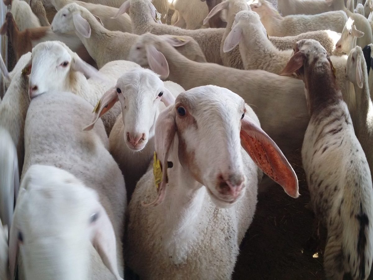 Assaf Sheep