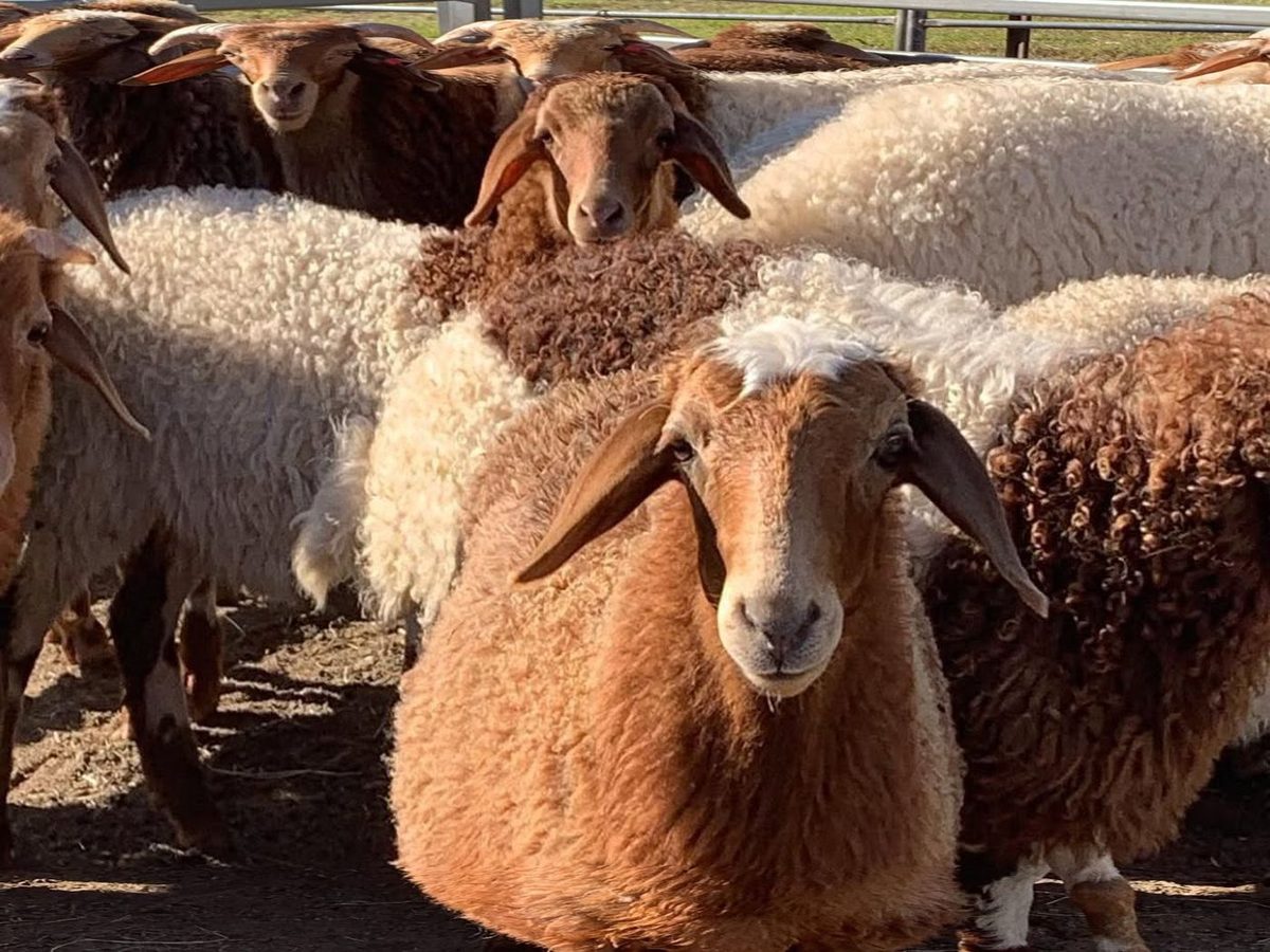 Awassi Sheep