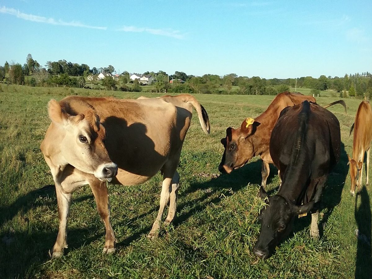 Jersey Cattle (pregnant / live)