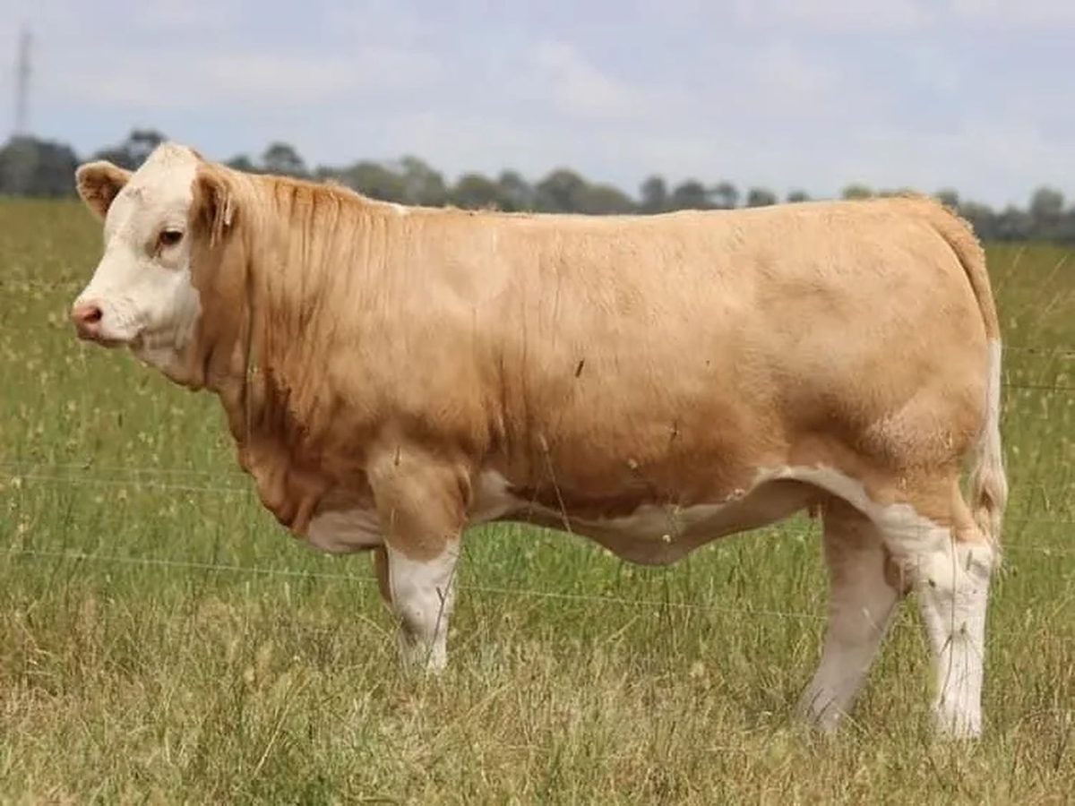 Simmental Bull