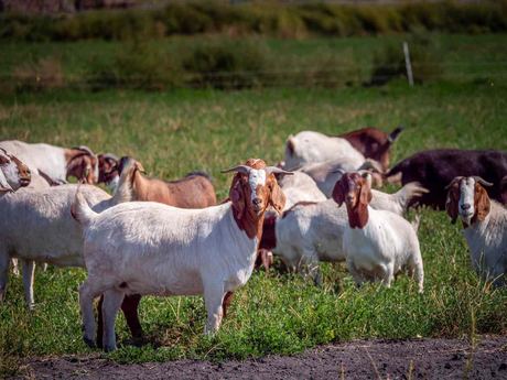Boer Goats