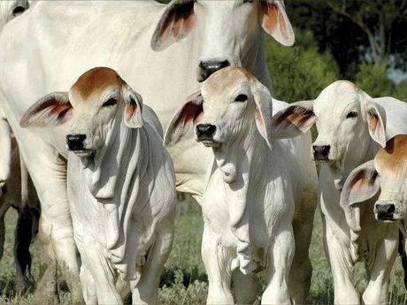 Live Brahman Cattle