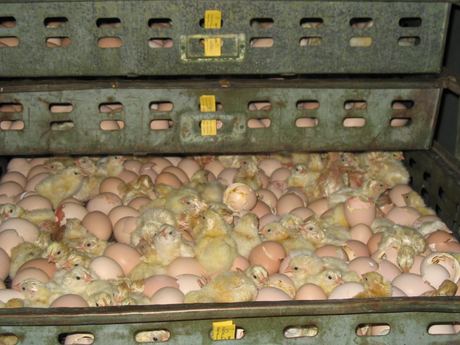 Broiler Hatching Eggs