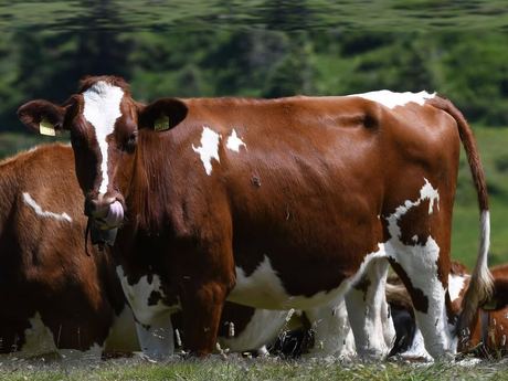Holstein Heifers (pregnant / live)