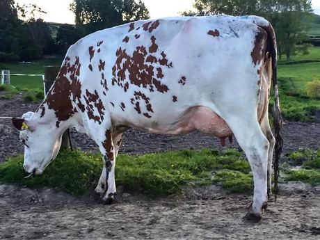 Live Dairy Cow