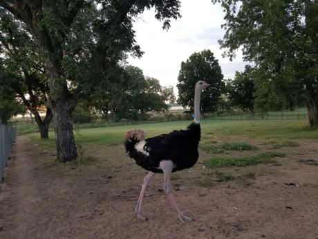 Ostrich Chicks