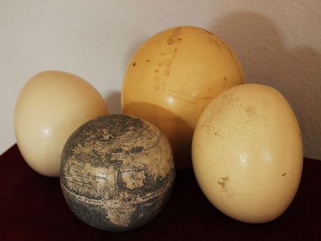 Ostrich Eggs