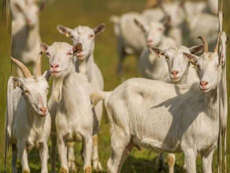 Saanen Dairy Goats (milking)