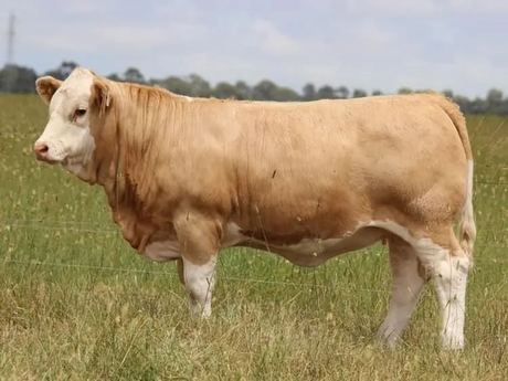 Simmental Bull