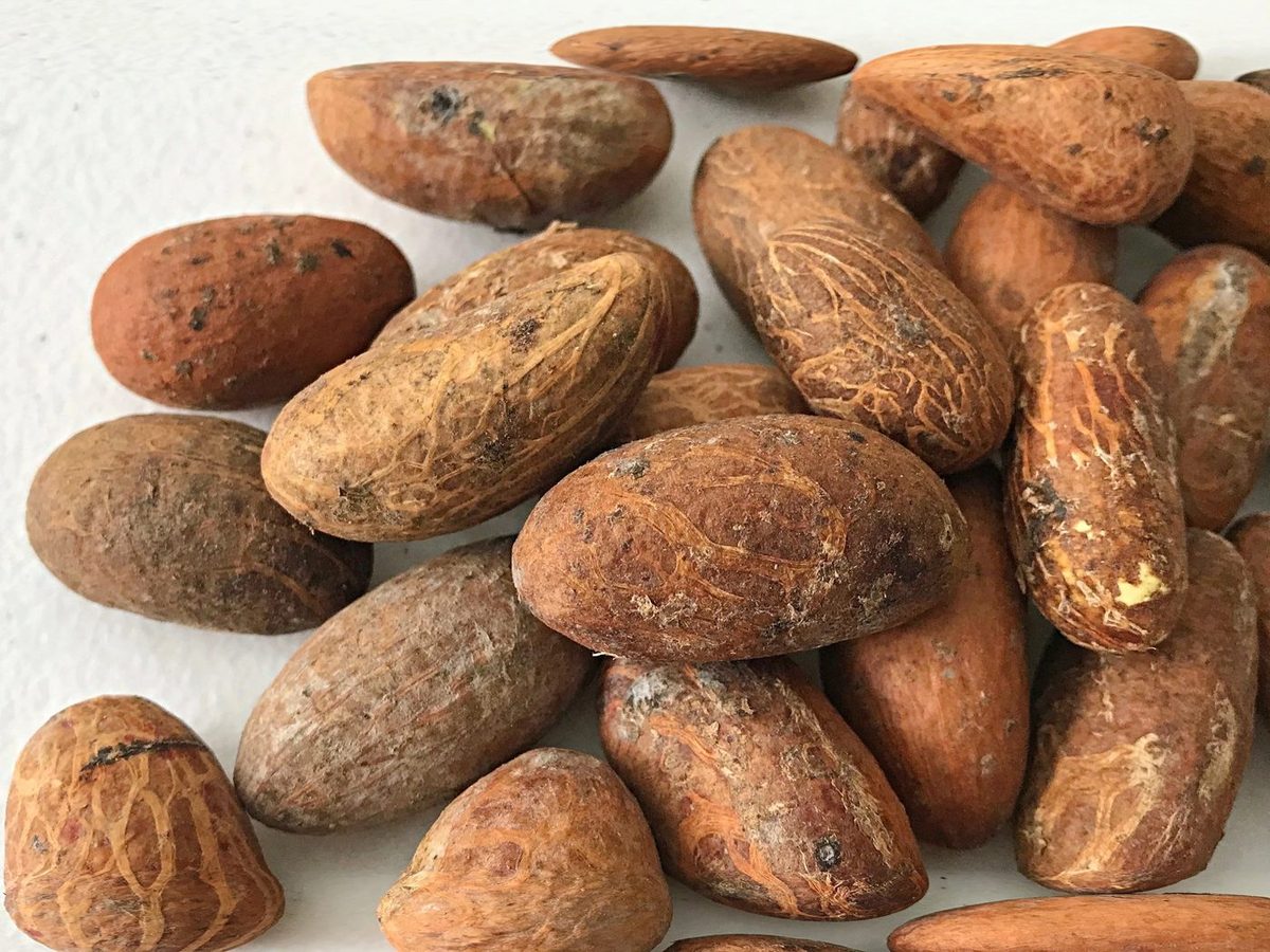 Bitter Kola Nut