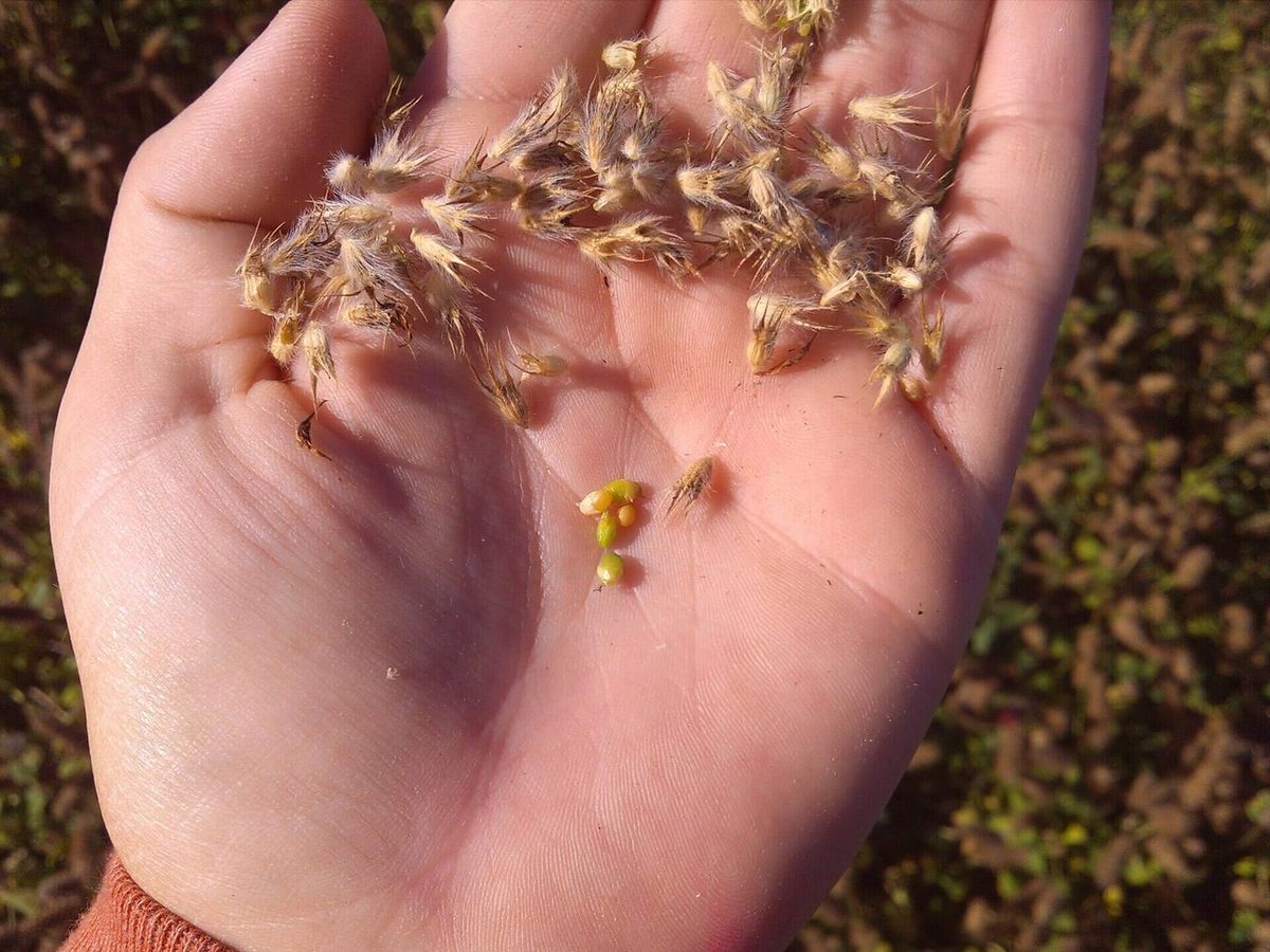 Clover Seeds