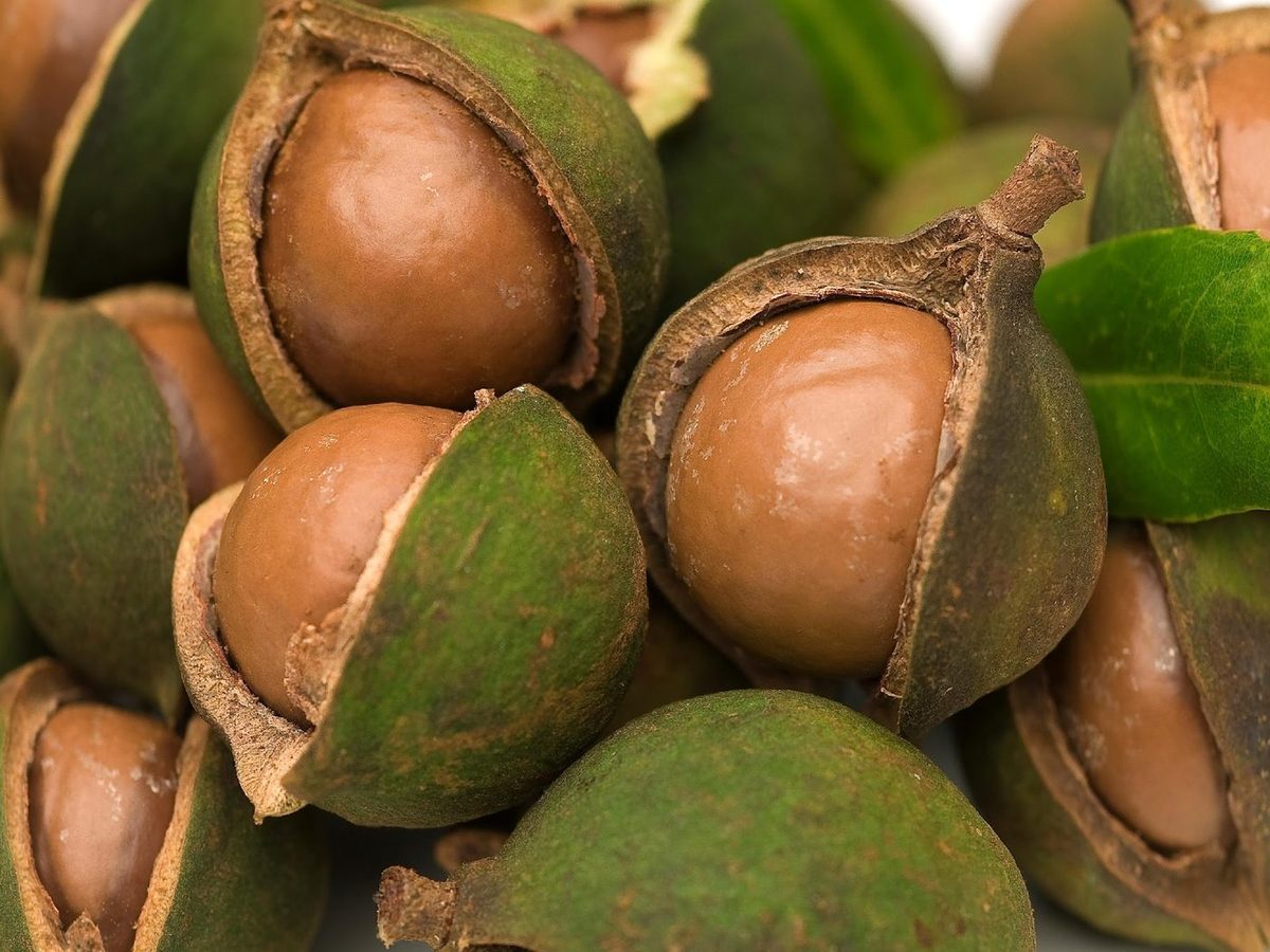 Macadamia Nuts