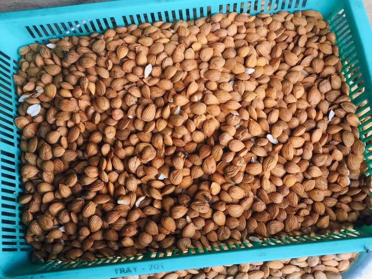 Raw Dried Bitter Apricot Kernels
