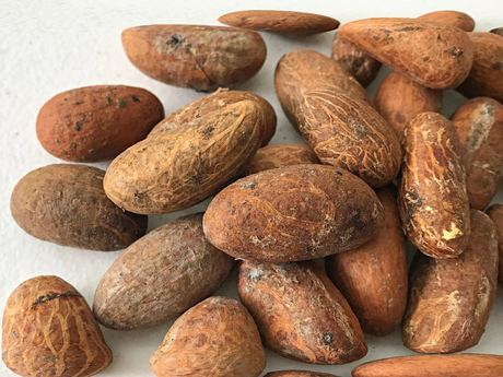 Bitter Kola Nut