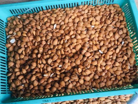 Raw Dried Bitter Apricot Kernels