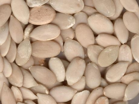 Watermelon Seeds