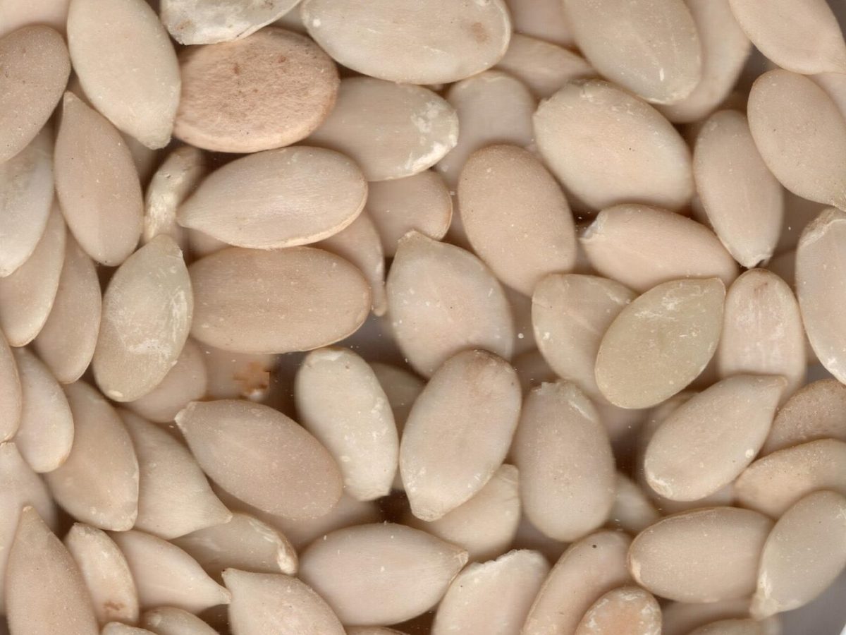 Watermelon Seeds