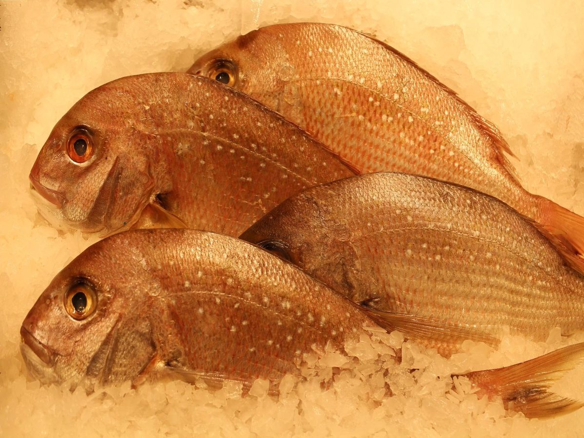 Frozen Red Seabream