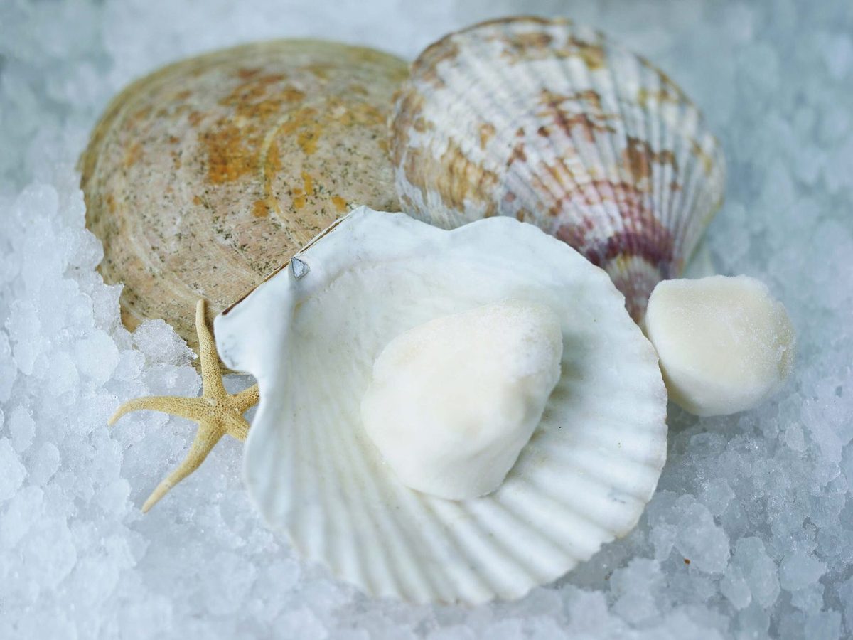 Frozen Scallops