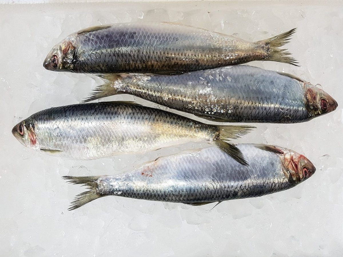Herring