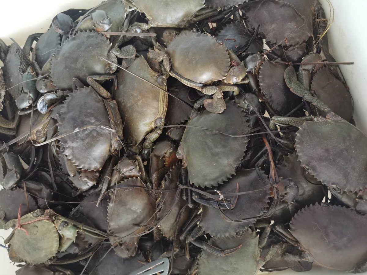 Live Mud Crab
