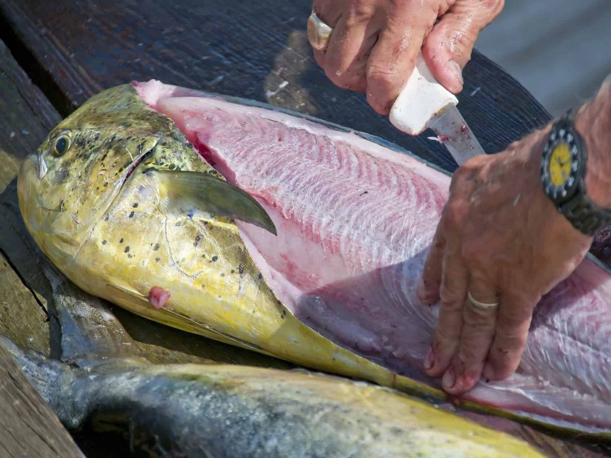 Mahi Mahi